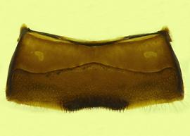  Anthidium collectum  male, ventral view of fourth sternum (S4), photo from Gonzalez and Griswold 2013 
